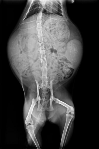 File:Radiography of a pregnant cat.jpg