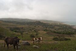 Cattle grazing in a hillside field overlooking Rivière Cocos.