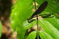 Ryukyu Atrocalopteryx Atrata (30206094624).jpg