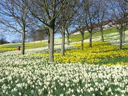 Sea of Daffodils at Kaimhill - geograph.org.uk - 400812.jpg