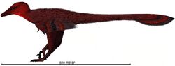Artist's reconstruction of Shanag ashile, a small dromaeosaurid dinosaur
