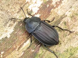 Silpha tristis (Silphidae) - (female), Oostvaardersbos, the Netherlands - 2.jpg