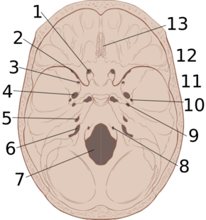 Skull interior anatomy.svg