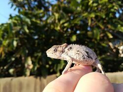 Southern dwarf chameleon.jpg