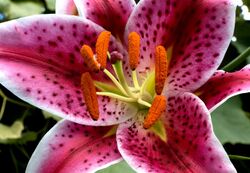 Stargazer Lily 2.jpg