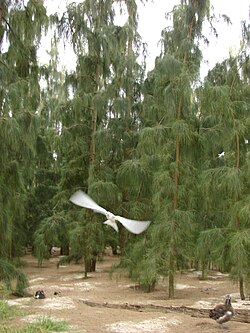 Starr 080610-8123 Casuarina glauca.jpg