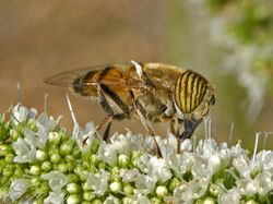 Syrphidae - Eristalinus taeniops-001.jpg