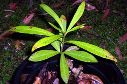 Syzygium pseudofastigiatum seedling.jpg