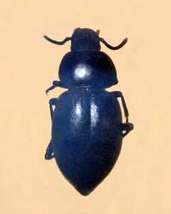Tenebrionidae - Homala integricollis.JPG