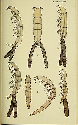 The British parasitic Copepoda (Plate XXXVII) (6818032052).jpg