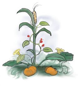 Illustration of cornstalk on which bean plants are climbing, surrounded at the base with leaves and fruit of a pumpkin vine