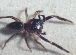 Photograph of the spider