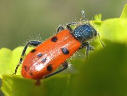 Trichodes octopunctatus bl.jpg