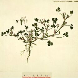 Trifolium ornithopodioides, vogelpootklaver.jpg