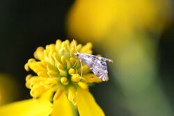 Two-banded Petrophila (Petrophila bifascialis) (14854032806).jpg