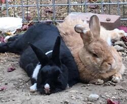 Two bonded rabbit pair sitting together.jpg