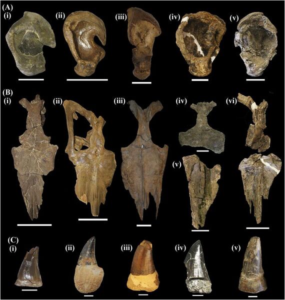 File:Tylosaurus spp. cranial elements.jpg