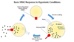 Basic outline of a VRAC in RVD.