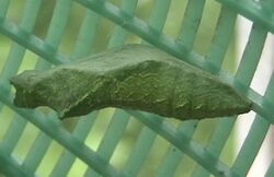 Vv lime pupa.jpg