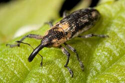 Weevil (Lixus scrobicollis) at Shelby Park in Nashville, Tennessee.jpg