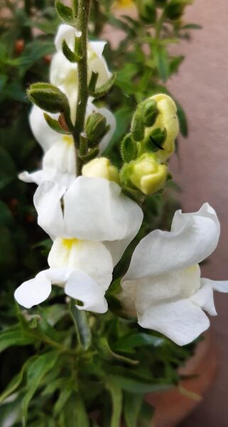 File:White-Snapdragon-Flower(Antirrhinum majus) 03.jpg