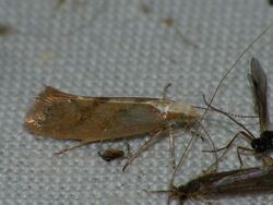 Ypsolopha sarmaticella (26499496937).jpg