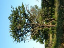 Acacia robusta, Springbokvlakte.jpg