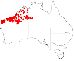 Acacia stellaticepsDistMap850.png