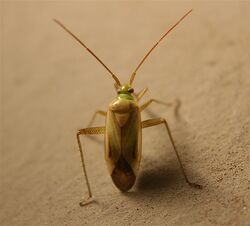 Adelphocoris lineolatus.jpg