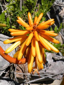 Aloe commixta - Table Mountain Aloe - Inflorescence detail 4.jpg