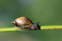 Amber snail (Succinea putris).jpg