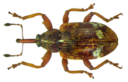 Anthonomus pedicularius (Linnè, 1758) (8148375327).png