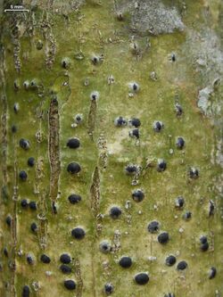 Anthracothecium prasinum - Flickr - pellaea.jpg