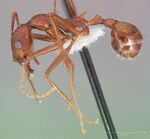 Aphaenogaster cockerelli casent0005723 profile 1.jpg