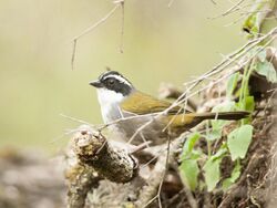 Arremon torquatus White-browed Brush-finch 01 (cropped).jpg