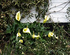 Arum creticum - Flickr - peganum.jpg