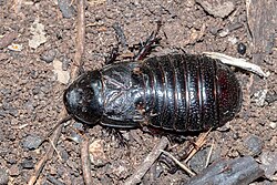Australian wood cockroach imported from iNaturalist photo 172742079 on 4 November 2022.jpg