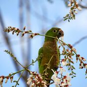 Aztec Parakeet (Aratinga astec) -Guatemala-8-2c.jpg