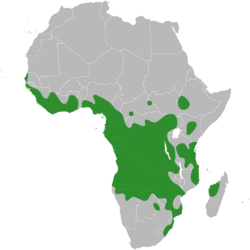 Baphia distribution.svg