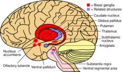 Basal ganglia and related structures (2).svg