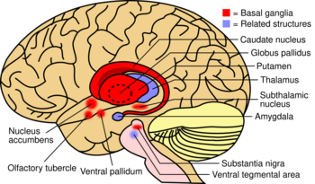 Diagram of a side view of the brain and part of the spinal cord, the front of the brain is to the left, in the centre are red and blue masses, the red mass largely overlaps the blue and has an arm that starts at its leftmost region and forms a spiral a little way out tapering off and ending in a nodule directly below the main mass