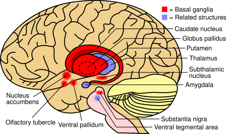 File:Basal ganglia and related structures (2).svg