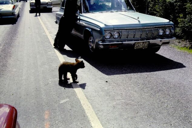 Bears on the roadway, Yellowstone National Park 1960s.jpg