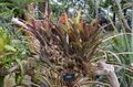 Billbergia buchholtzii. Royal Botanical Gardens, Kew.jpg