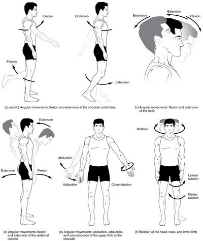 Body Movements I.jpg