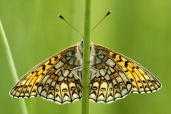 Boloria.eunomia.2.jpg