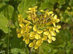 Brassicaceae - Coincya richeri.jpg