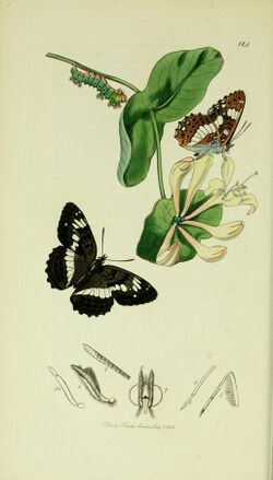 Britishentomologyvolume5Plate124.jpg