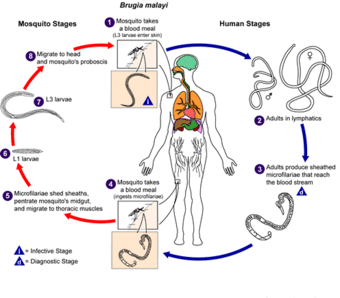 Brugia malayi LifeCycle.gif