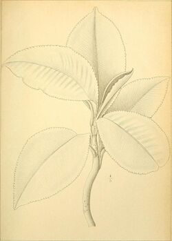 Bulletin de l'Herbier Boissier (1893-1908.) (20412551646).jpg